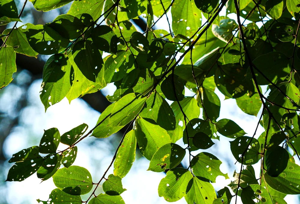 Sunlight streaming through fresh green leaves against a bright sky.