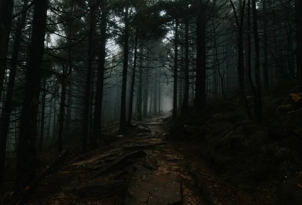 A misty forest trail winding between tall evergreens toward distant light.