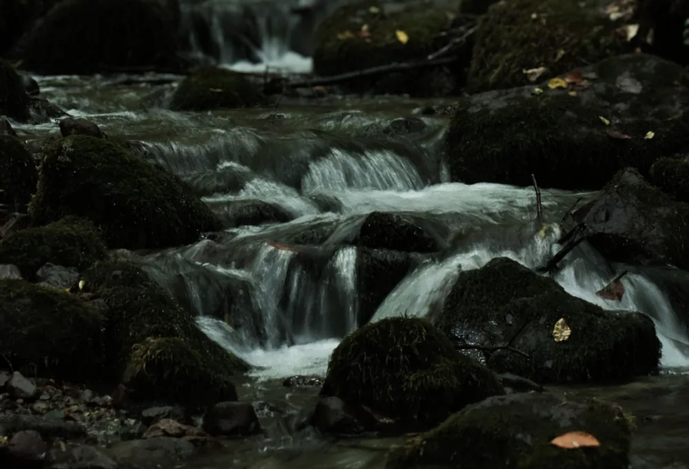 A forest stream cascading over moss-covered stones.
